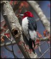 _7SB3989 red-headed woodpecker